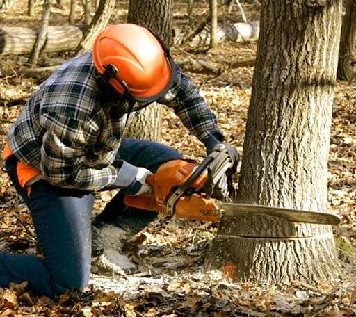 Tree Removal in Burnham, ME